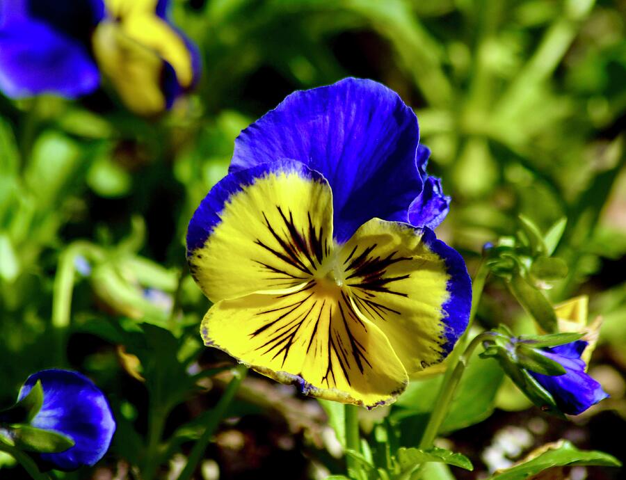 Flower Photograph - Pansy Beauty by Warren Thompson