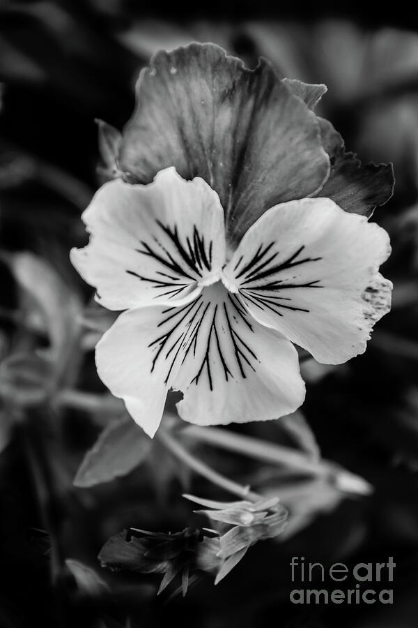 Pansy Black And White Photograph by Robert Bales - Fine Art America