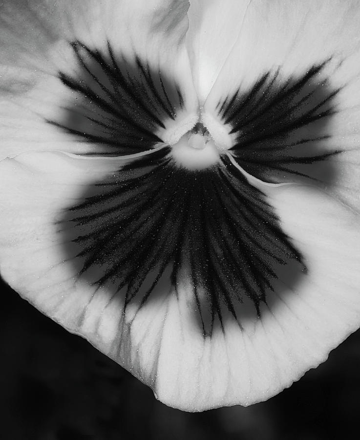 Pansy Flower BW Photograph by Susan Candelario