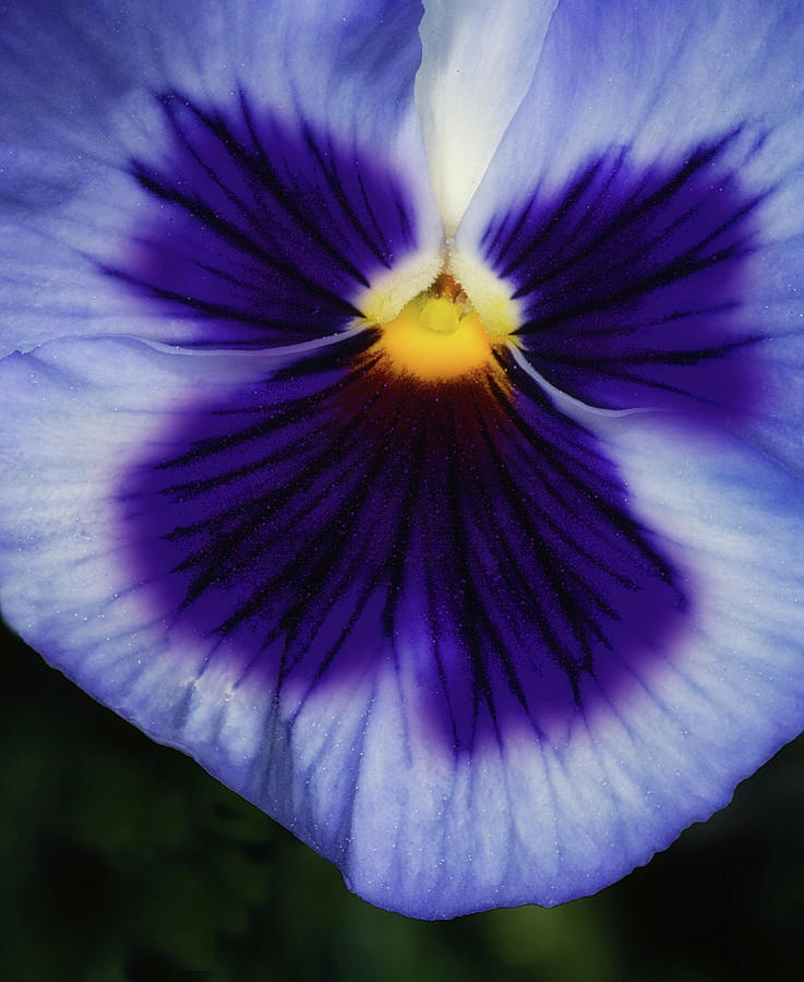 Pansy Flower Photograph by Susan Candelario