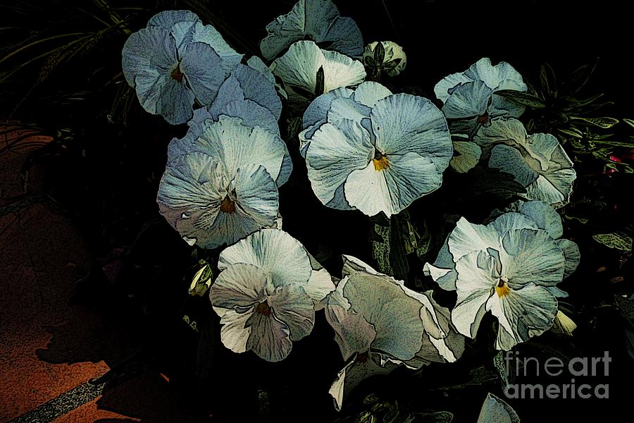 Pansy Flowers 4 Photograph by Jean Bernard Roussilhe