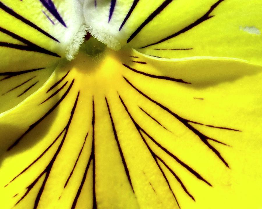 Pansy Lines Photograph by Jerry Sodorff