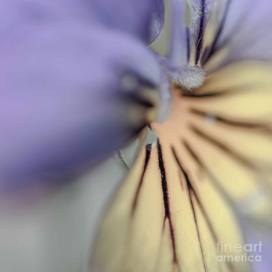 Spring Photograph - Pansy by Nigel Dudson