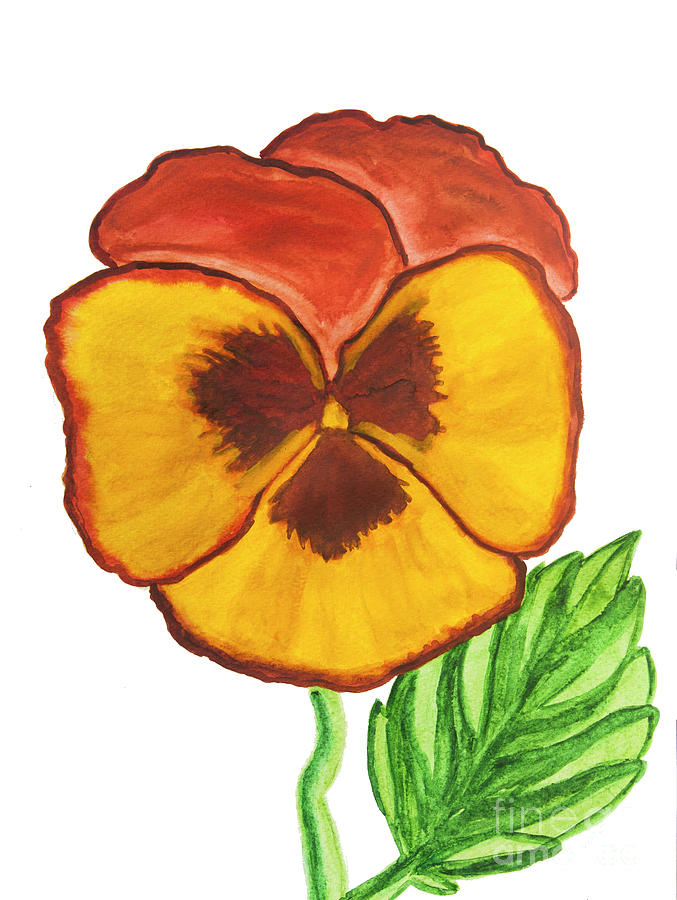 Pansy of orange and yellow colours on white background Painting by Irina Afonskaya