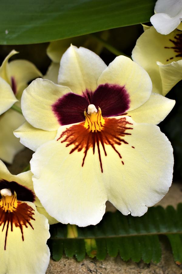 Pansy Orchid Photograph By Karen Largent Fine Art America