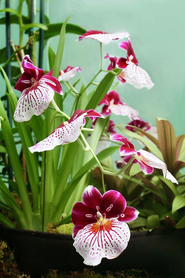 Pansy Orchid Photograph by Masha Batkova
