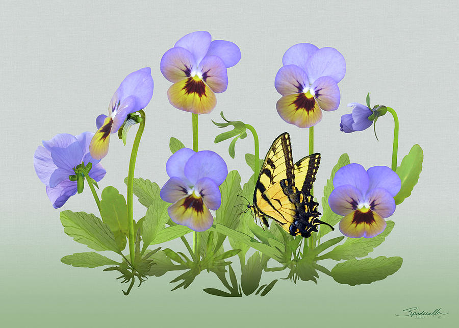 Pansy Patch and Butterfly Digital Art by M Spadecaller