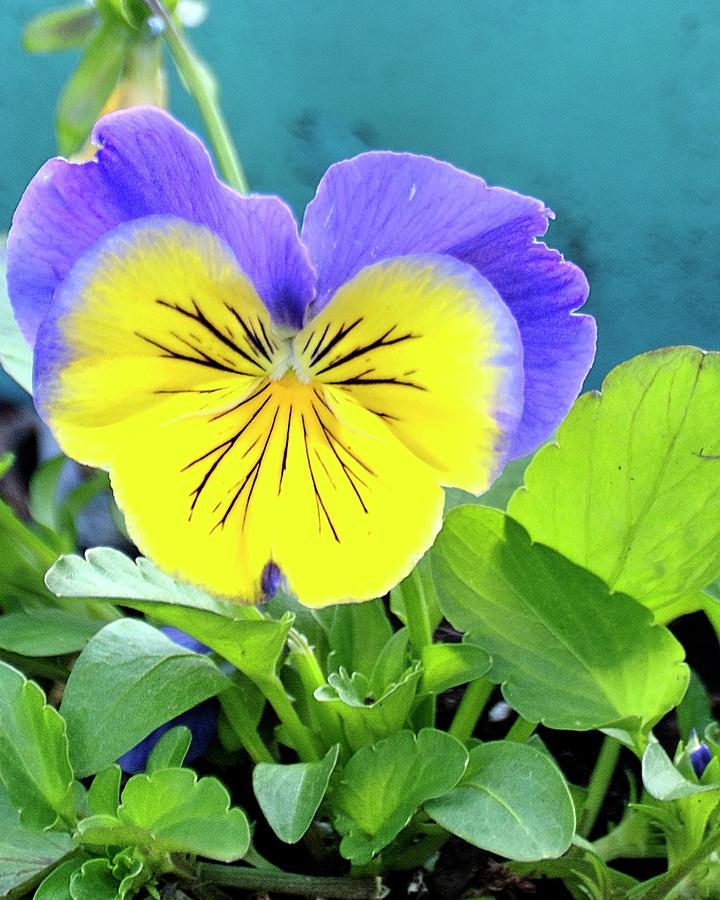 Pansy Portrait Photograph by Jerry Sodorff