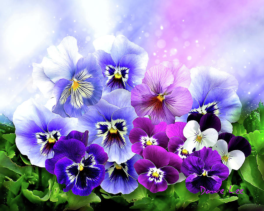 Pansy Power Digital Art by Dave Lee