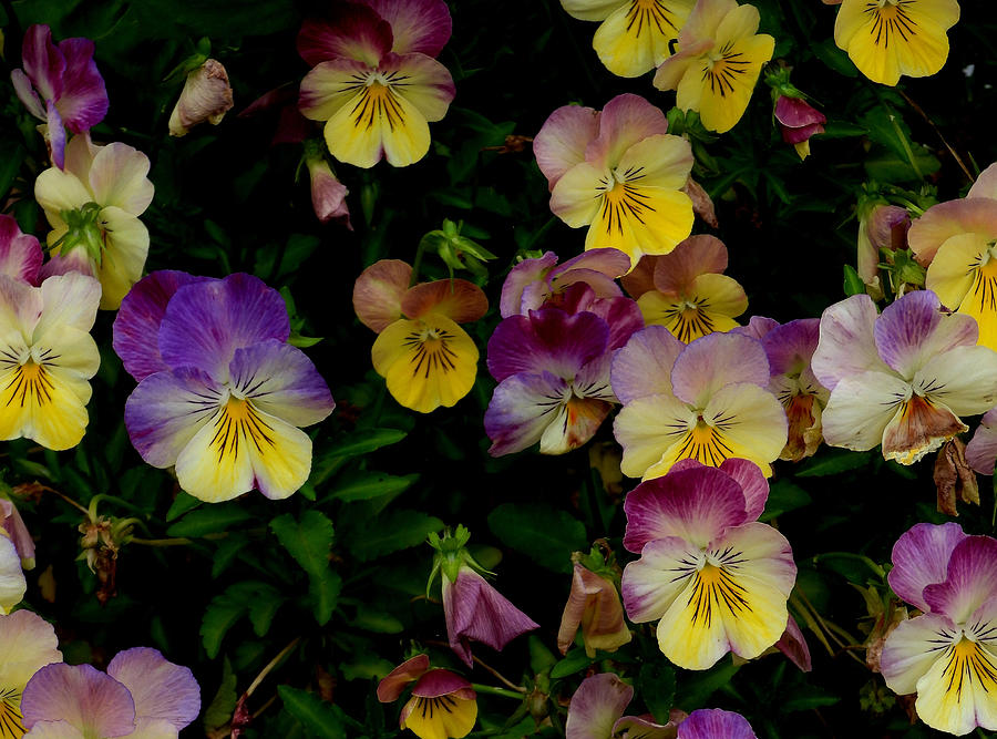 Pansy Power Photograph by Living Color Photography Lorraine Lynch