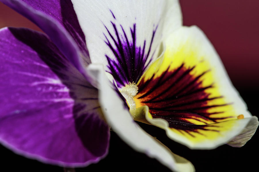 Pansy Profile Photograph by Alana Thrower