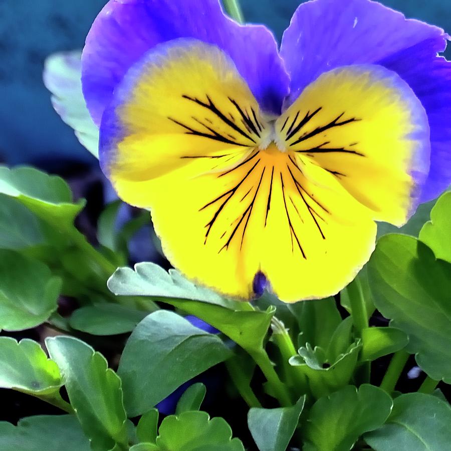 Pansy Square Photograph by Jerry Sodorff