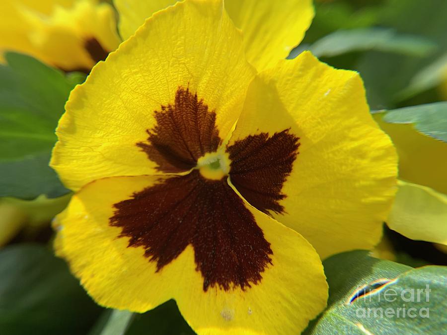 Pansy Viola Photograph by Catherine Wilson