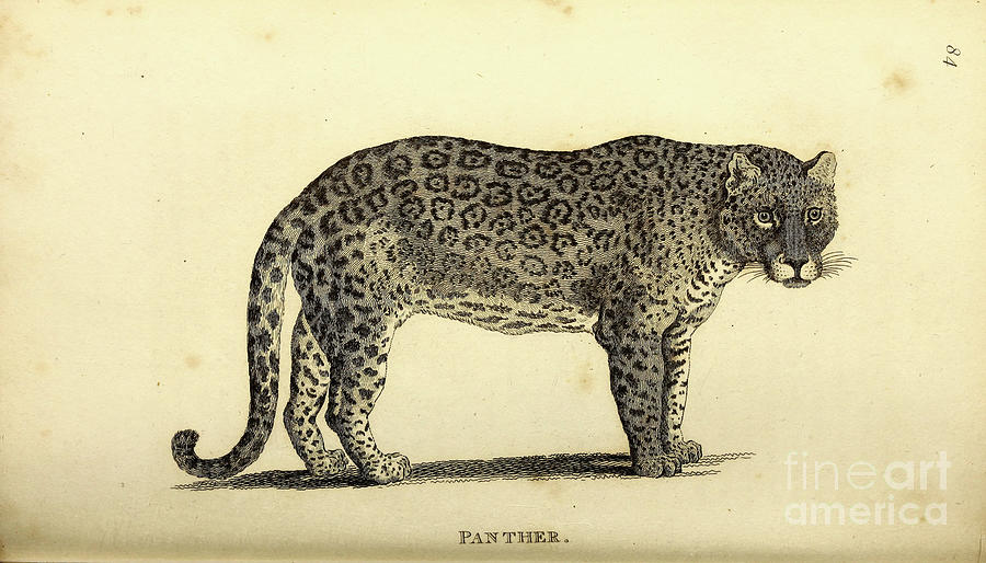 Panther By George Shaw p Photograph by Historic illustrations - Fine ...