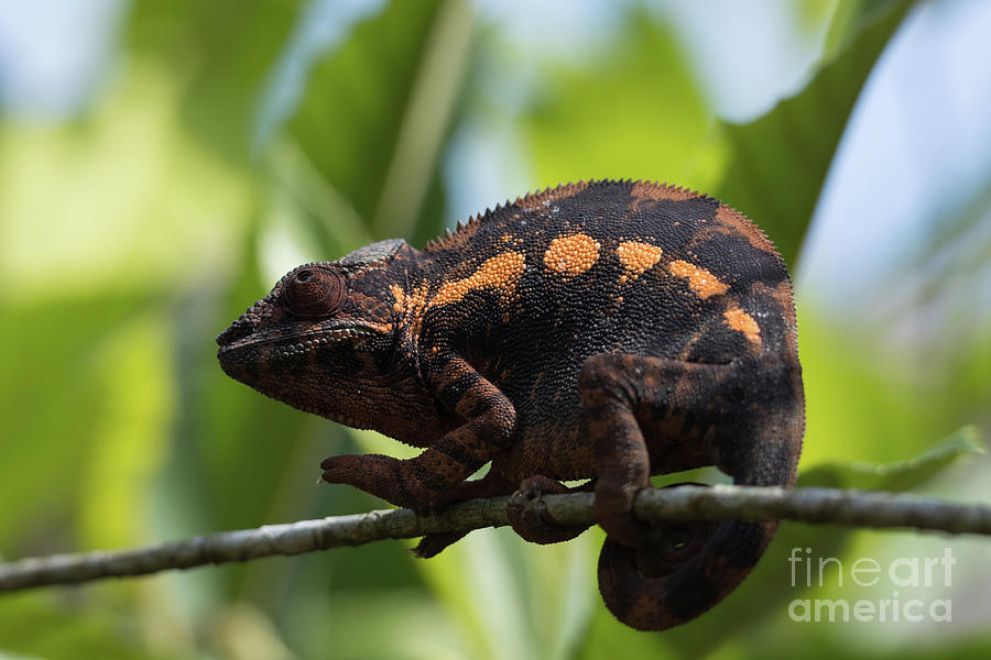 Wildlife Photograph - Panther Chameleon Female by Eva Lechner