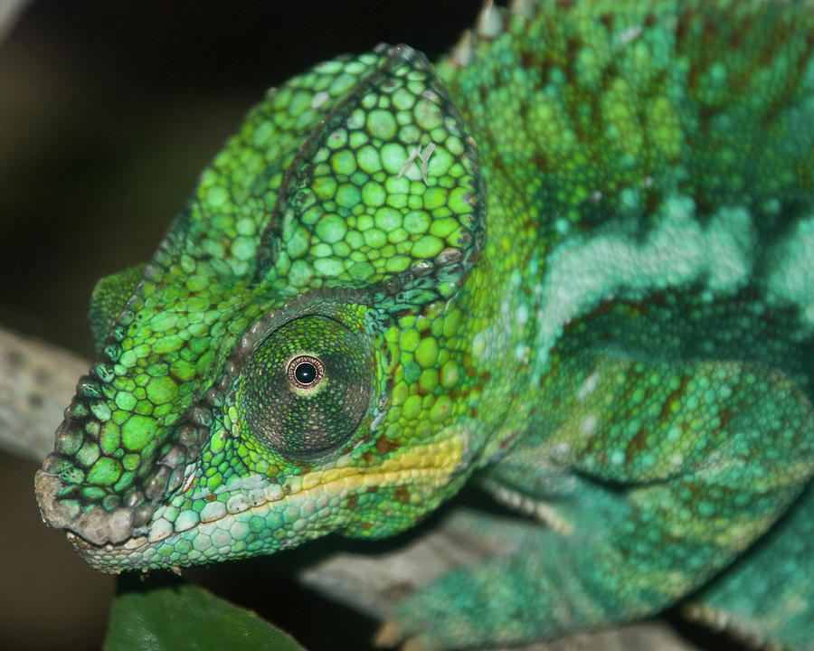 Panther Chameleon Photograph by Kevin Batchelor Photography - Fine Art ...