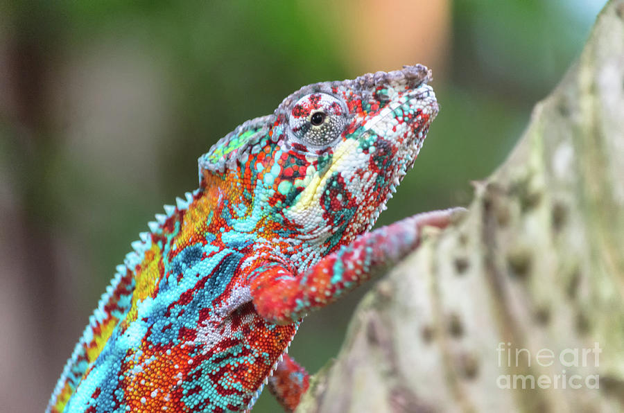 Panther Chameleon Photograph by Michelle Meenawong
