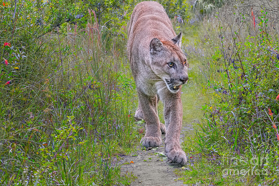 Wildlife Photograph - Panther Country by Judy Kay