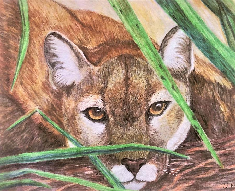 Panther Drawing - Panther in the Grass by Judy Thompson