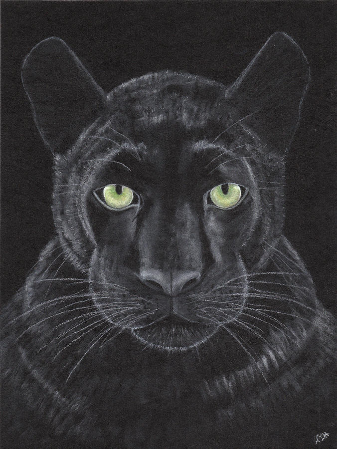 Panther Noir Drawing by Nicole I Hamilton