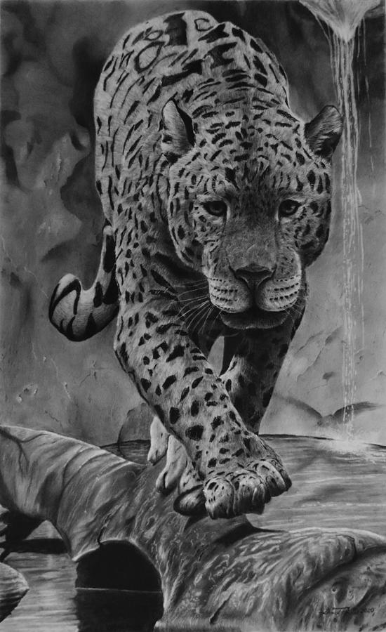  Panthera Drawing by Greg Fox