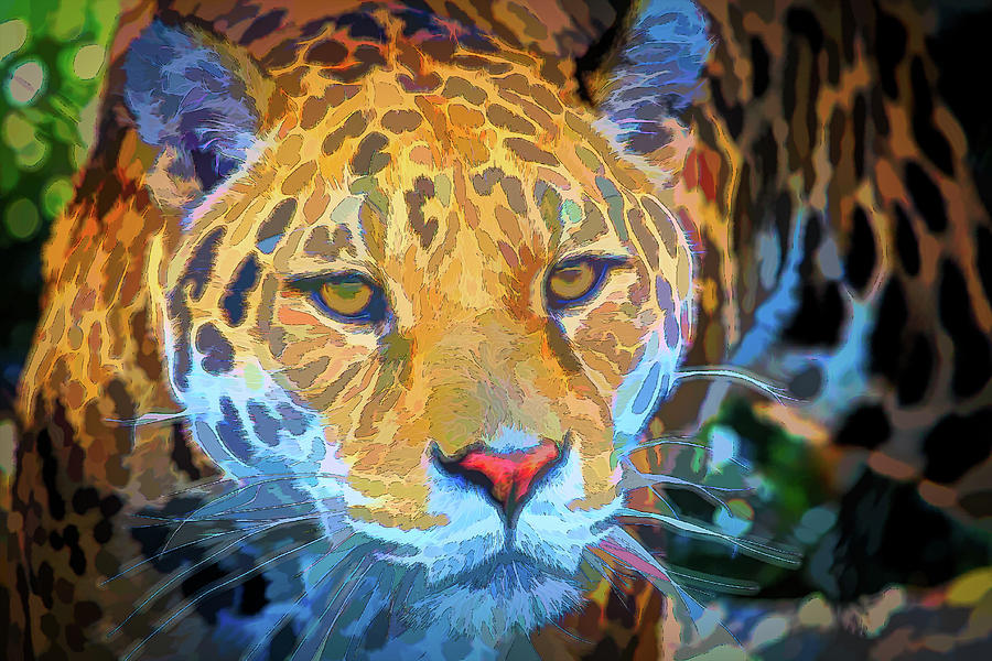 Panthera Pardus Photograph by Rick Deacon