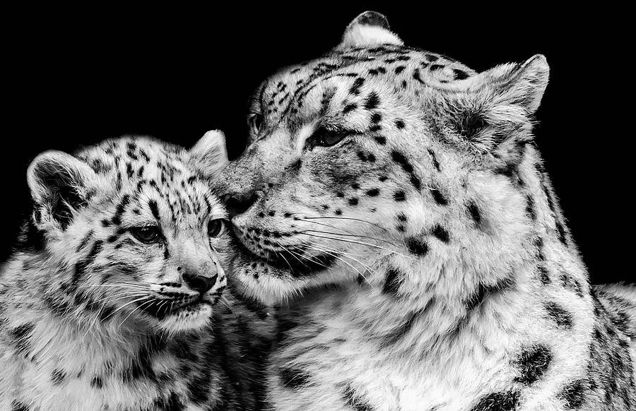 Animal Photograph - Snow Leopard And Cub by Darren Wilkes