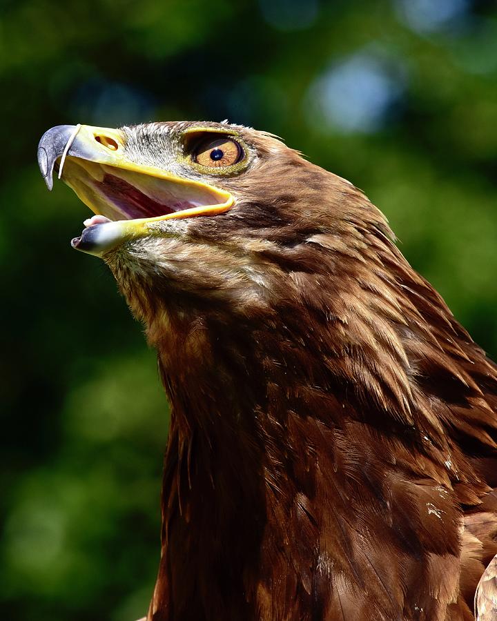 Panting Golden Eagle  Photograph by Neil R Finlay