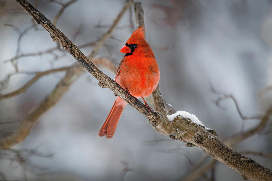 Papa Cardinal In The Snow Photograph by David Downs