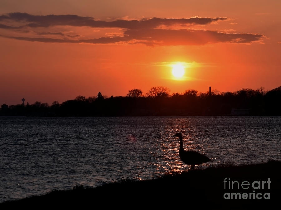 Papa Goose At Sunset April 23, 2021 Photograph by Sheila Lee