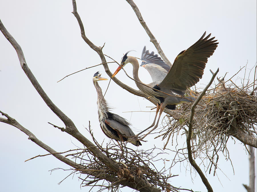 Papa helping build the nest Photograph by Catherine DeDecker - Fine Art ...