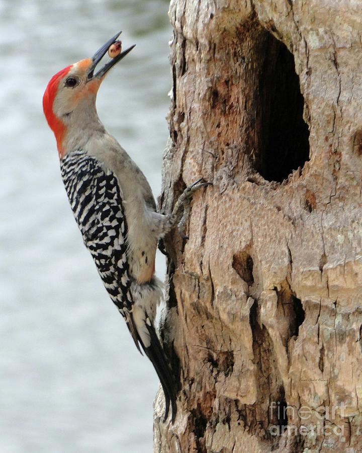 Red Bellied Woodpecker Brings Home The Bread Photograph by Barbie Corbett-Newmin