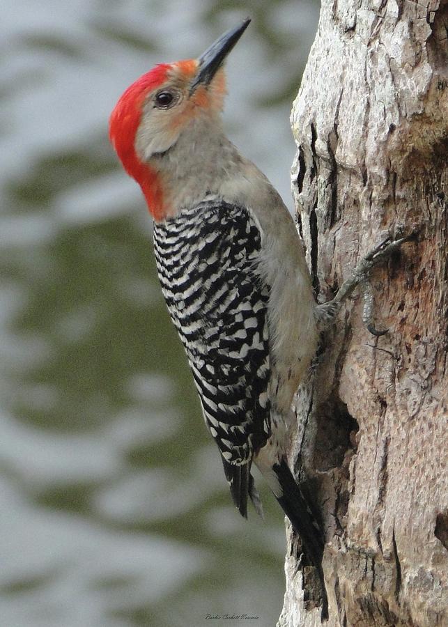 Papa Red Bellied Woodpecker With Throat Fluffed Photograph by Barbie Corbett-Newmin