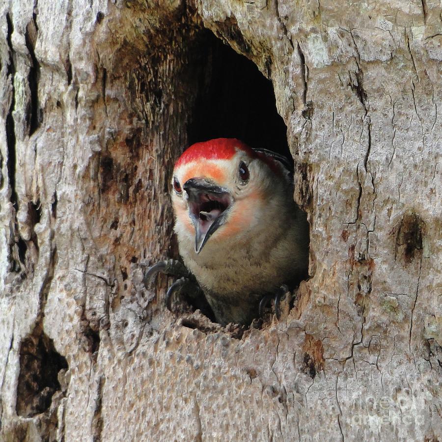 Woodpecker Photograph - Papa Red Bellied Woodpecker Speaks Out by Barbie Corbett-Newmin