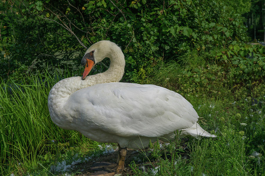 Papa Swan On Land Photograph by Linda Howes