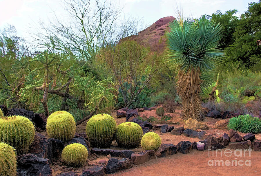 Papago and Barrels Photograph by Jon Burch Photography