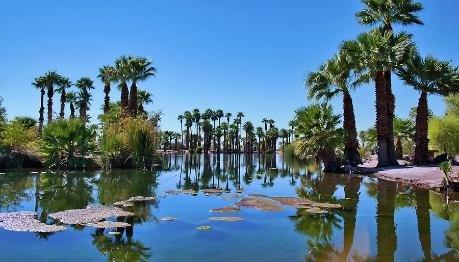 Papago Park Lilly Pads Photograph
