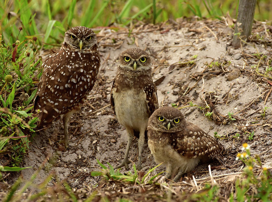 Papas Pissed - Burrowing Owls Photograph by Cindy McIntyre
