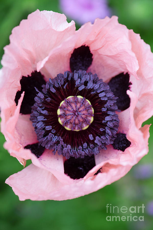 Papaver Orientale Carneum Poppy Flower Photograph by Tim Gainey
