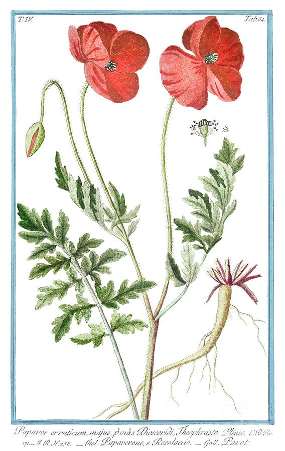 Papaver Rhoeas ca. 1772 1793 by Bonelli Painting by Bonelli