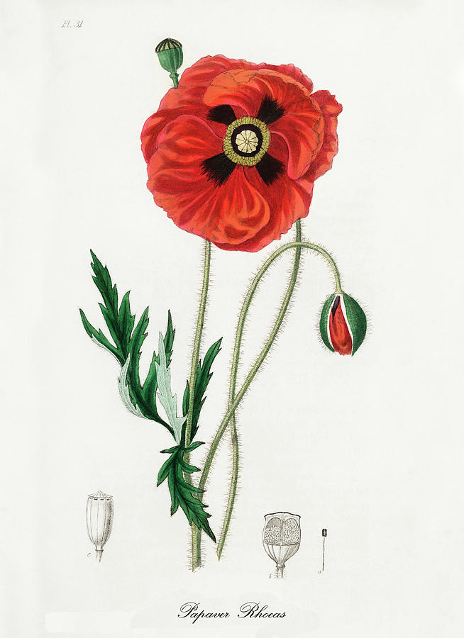 Nature Digital Art - Papaver Rhoeas - Common Poppy -  Medical Botany - Vintage Botanical Illustration  by Studio Grafiikka