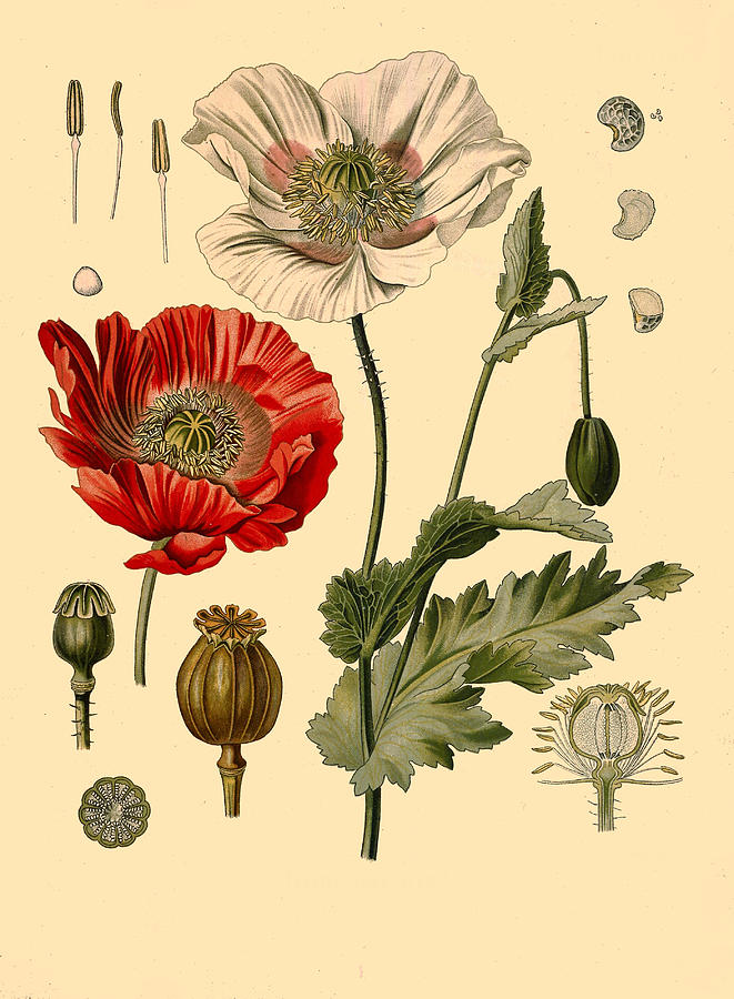 Papaver somniferum Drawing by Walther Otto Mueller