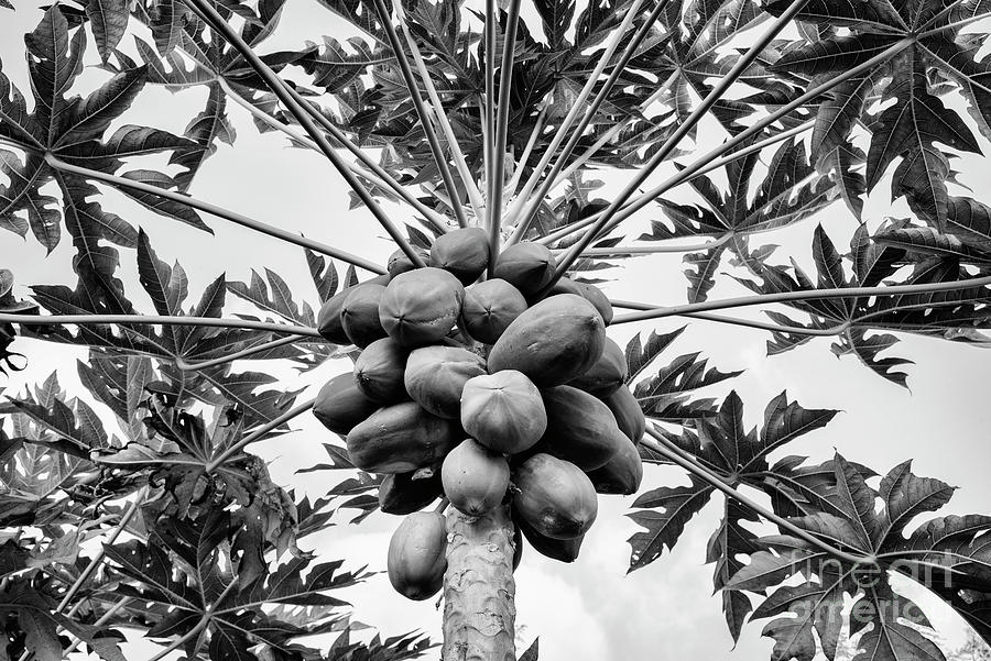 Papaya Fruit on the Tree Monochrome Photograph by Tim Gainey