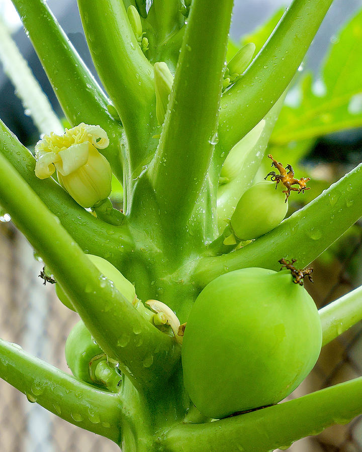 Papaya plant and fruit. Photograph by CRMacedonio