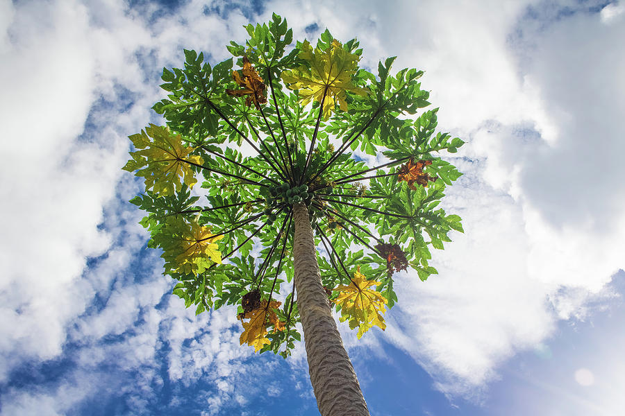 Papaya Tree Photograph by Robert Wilder Jr