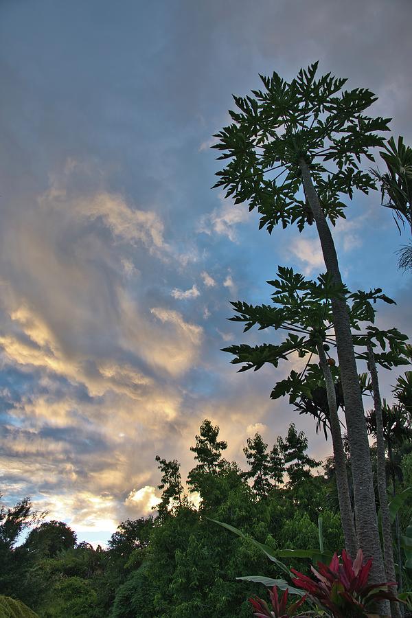 Papaya Tree Sunset Silhouette Photograph