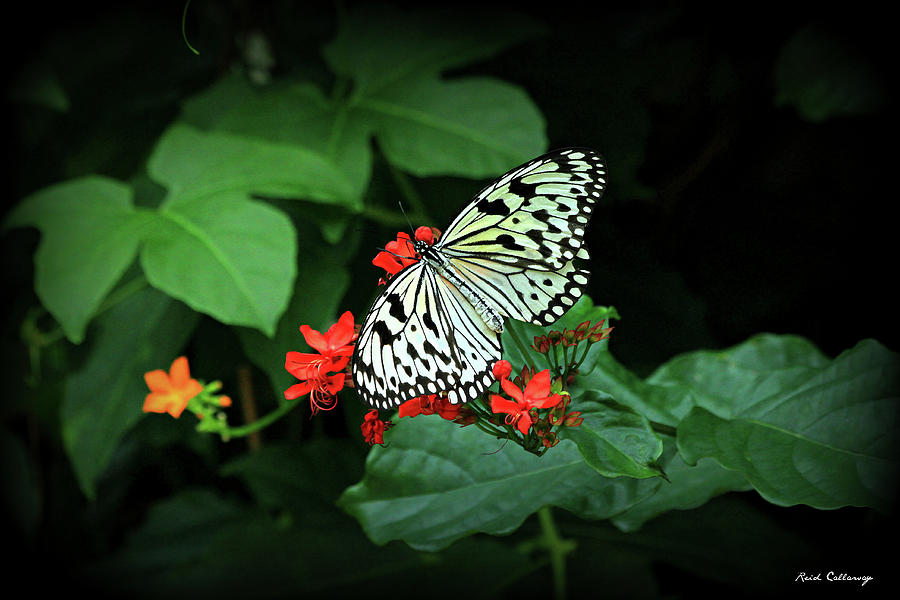 Paper Kite Butterfly 2 Cecil B Day Butterfly Center Callaway Gardens Art Photograph by Reid Callaway