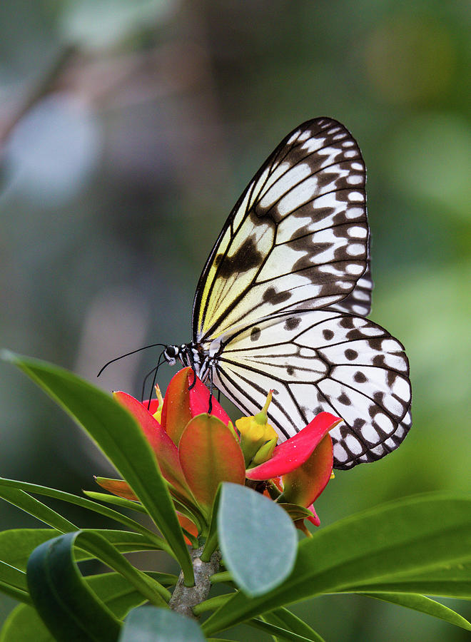 Paper Kite Butterfly #4 Photograph by Jim Schwabel - Fine Art America