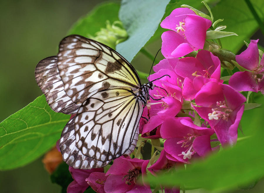 Paper Kite Butterfly #6 Photograph by Jim Schwabel - Fine Art America