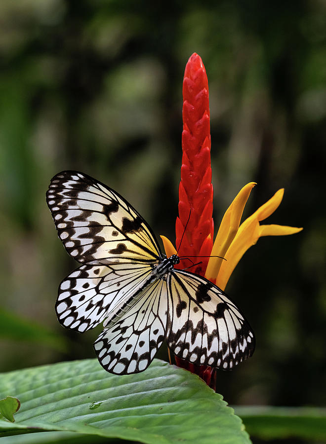 Paper Kite Butterfly #8 Photograph By Jim Schwabel - Pixels